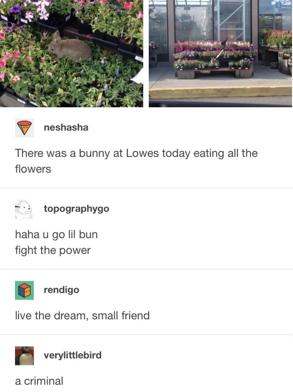 This bunny is living its best life at Lowes, but also committing grand larceny.