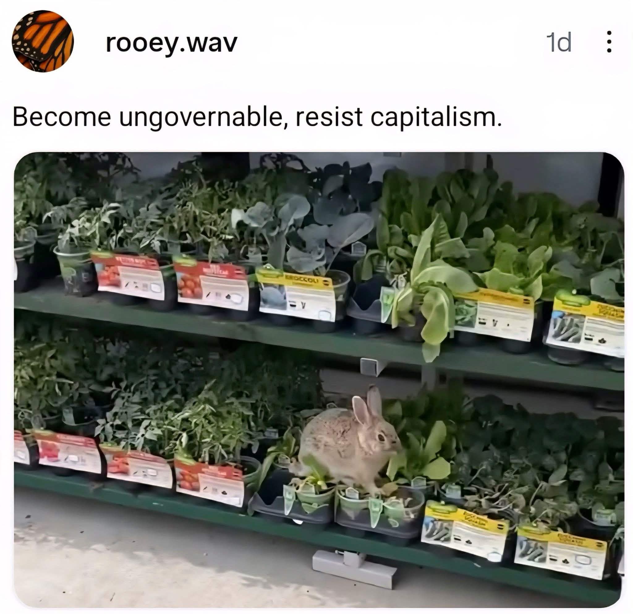 This bunny is literally living its best life and resisting capitalism by feasting on store-bought veggies
