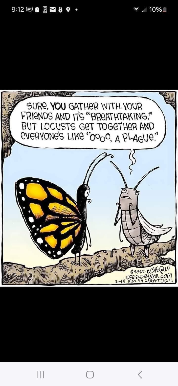 Butterflies get all the glory, but locusts just want to chill with their friends and get called a plague.