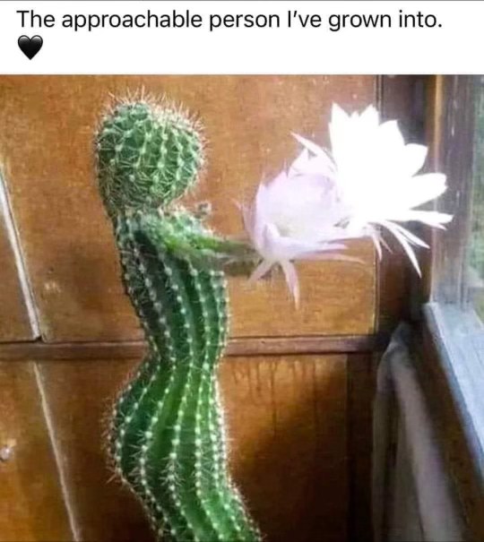 I'm trying to be more open but like, still kinda prickly.
