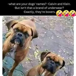 LOL they named their dogs Calvin and Klein so they could say they have boxers