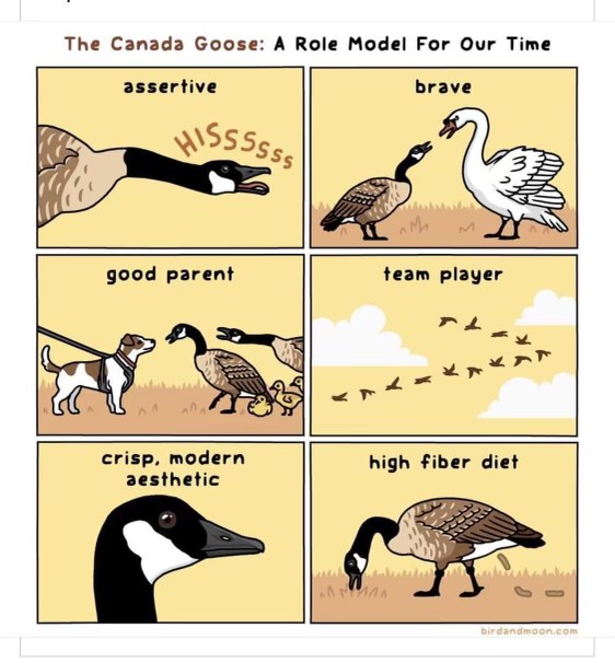 Wait, Canada geese are role models for everything, even their poop? Lol