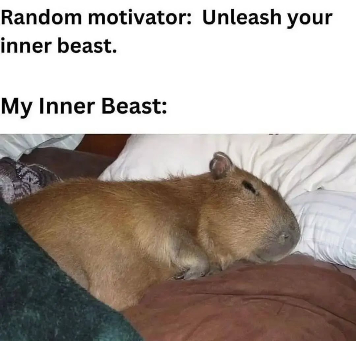 When a motivational speaker tells you to unleash your inner beast and your inner beast is just a sleepy capybara.