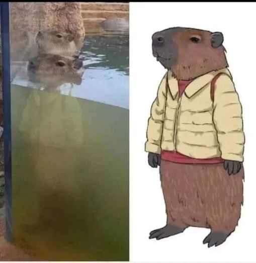 My capybara after going to the mall one time