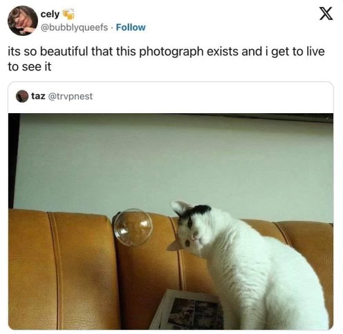 The cat realizing that tiny floating orb is definitely not edible
