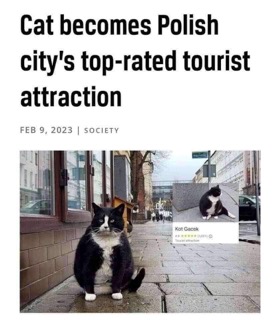 This cat is living its best life as a tourist attraction, I'm so jealous