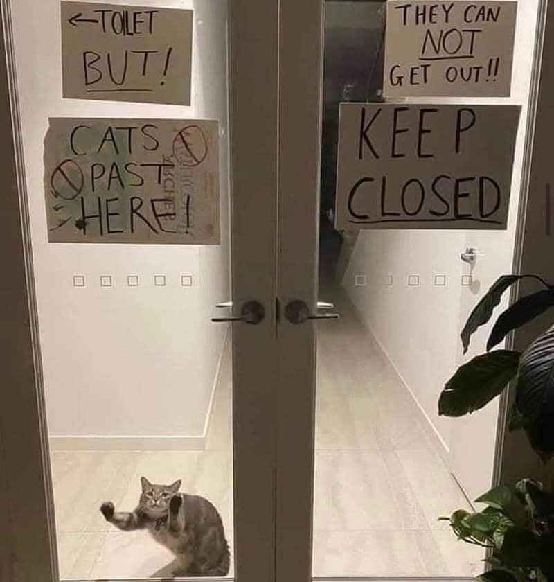 When you're explaining the rules of the house to your cat but they don't care
