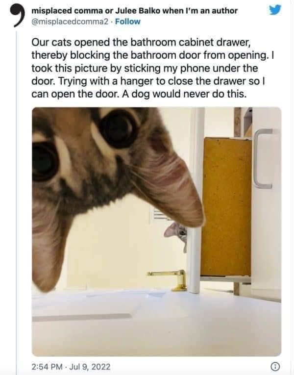 My cats are out here blocking the door like they pay the bills. Never thought I'd say this but I miss dogs.