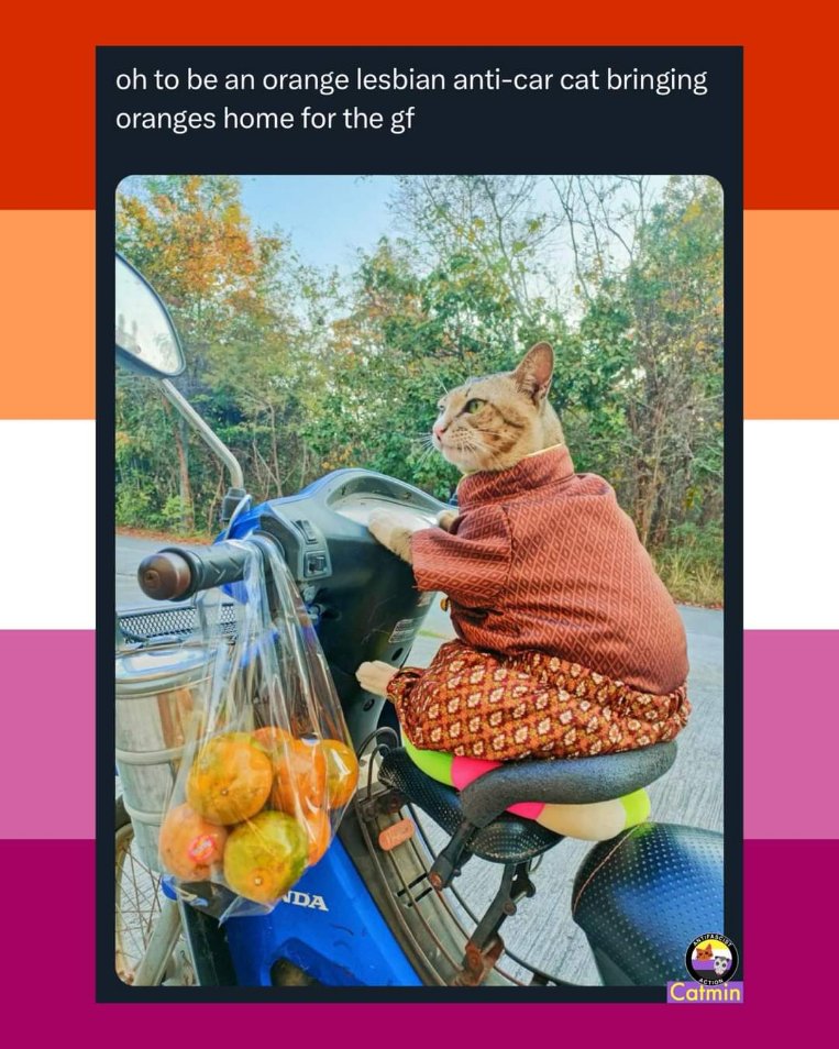 when you're a responsible lesbian cat mom bringing your partner home some snacks