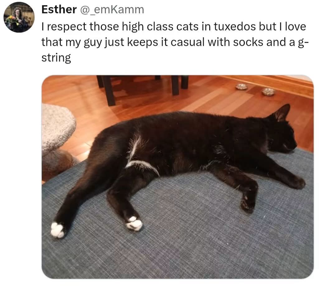 When your cat has a more casual style than you do.