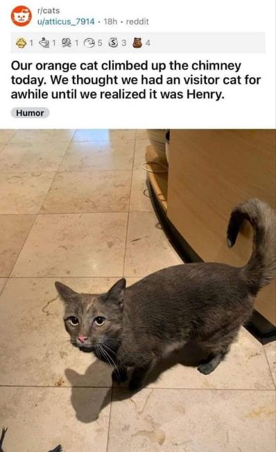 When you climb out of the chimney and your people think you're a stray lol