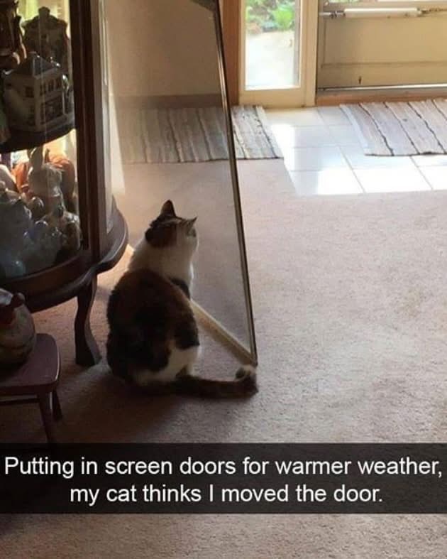 My cat is confused because I put in a screen door and he thinks the whole wall disappeared.