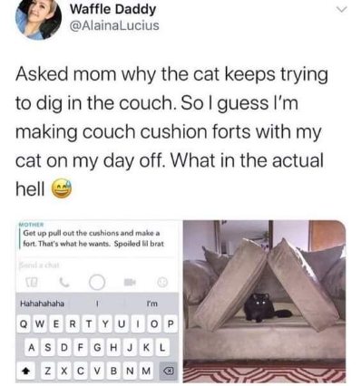 My mom told me to make a fort for the cat when he was digging in the couch. This is my life now.