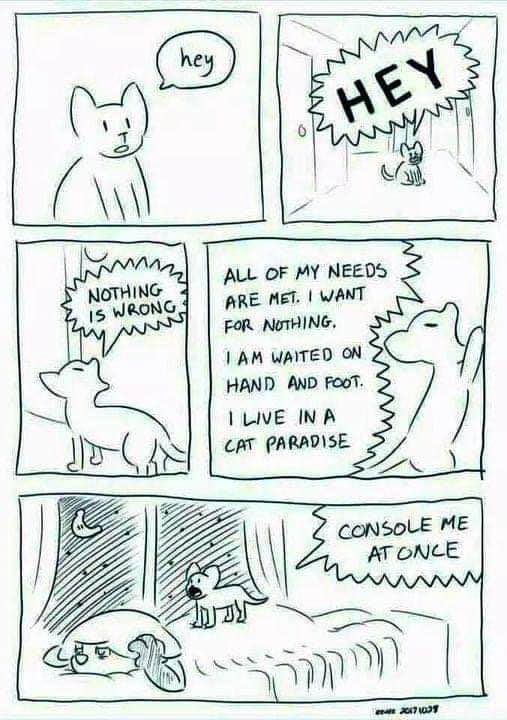 When your cat acts like it's the end of the world because you didn't immediately fulfill its every whim.