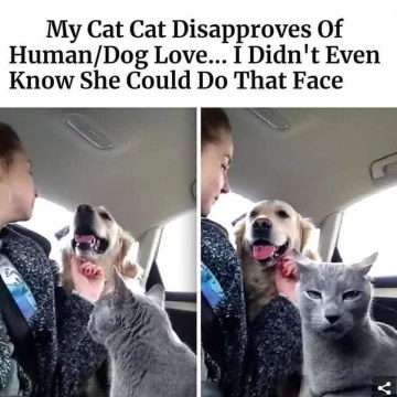My cat is not having it that I'm showing affection to the dog. Look at that face!