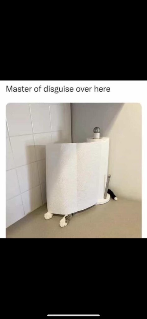 My cat thinks he's invisible behind the paper towels lol