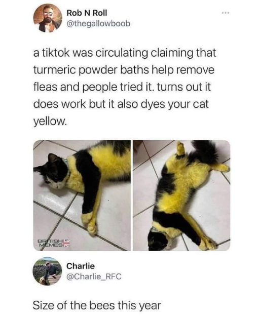 So turmeric baths get rid of fleas but also turn your cat into a bumblebee, lol