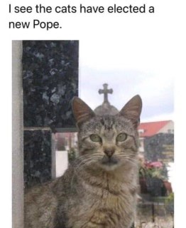 When the neighborhood cats get together to elect a new leader.