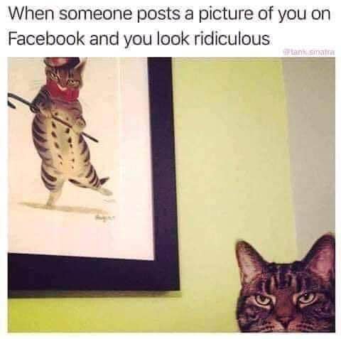 When your friend tags you in a pic and you look absolutely nothing like that framed weird cat