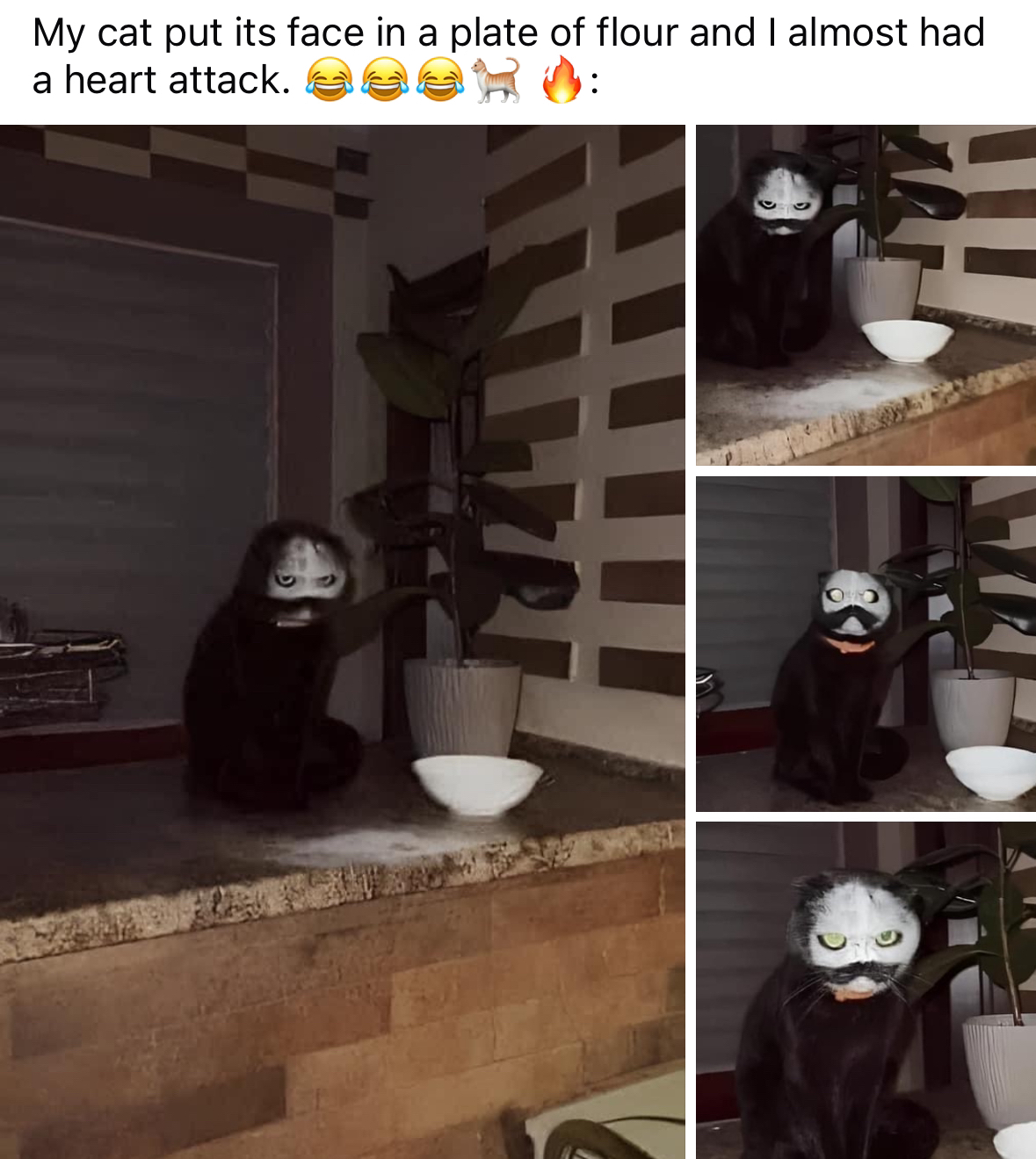 My cat decided to become a mime. Guess it really committed to the bit.
