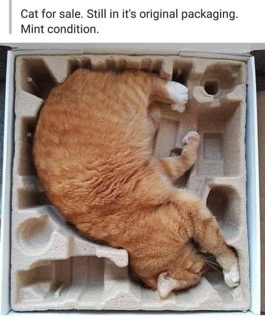 Cat for sale, mint condition, still in original packaging.