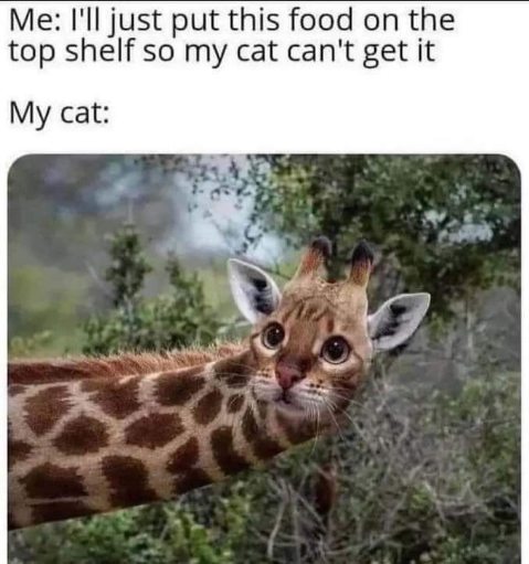 My cat's ingenuity knows no bounds when it comes to snacks.