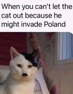 When you realize your cat's mustache looks suspiciously like Hitler's and you're worried about his world domination plans.