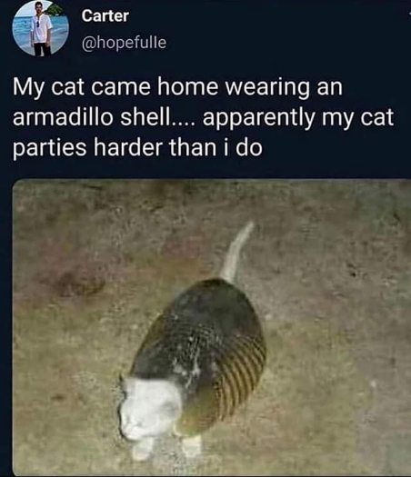 My cat rolling home in an armadillo shell because apparently it parties harder than I do