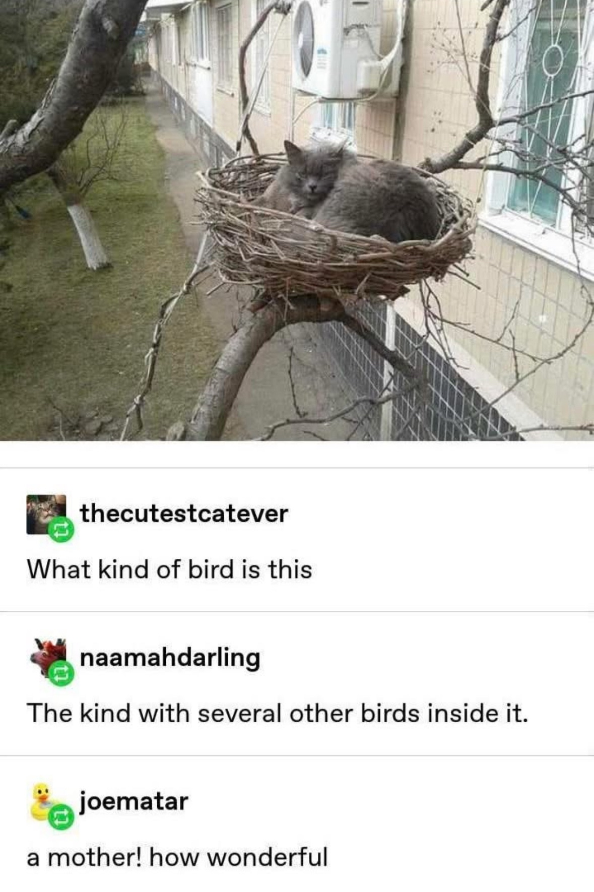 When you think you're adopting a bird but it's actually a cat with a whole litter.