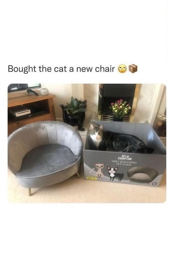 Spent all this money on a fancy cat chair and they just wanna chill in the box it came in.