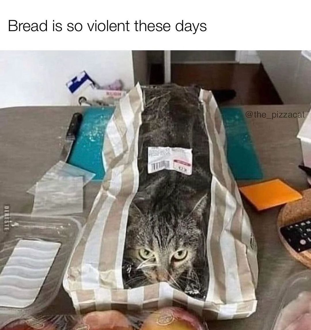 This cat is not bread, but the bread packaging sure is convincing. 
