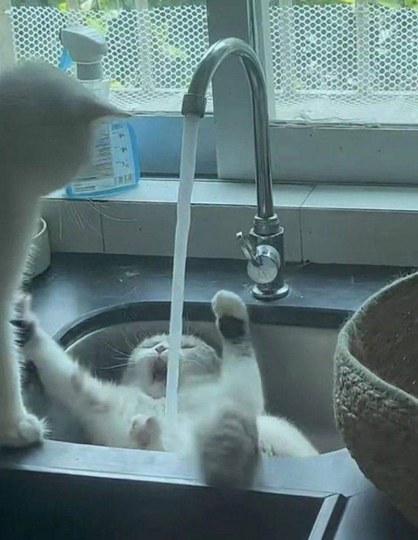 This cat is either having the time of its life in the sink or is being brutally murdered by the faucet.