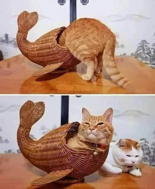 One cat finds true happiness and another cat is just like... ugh.