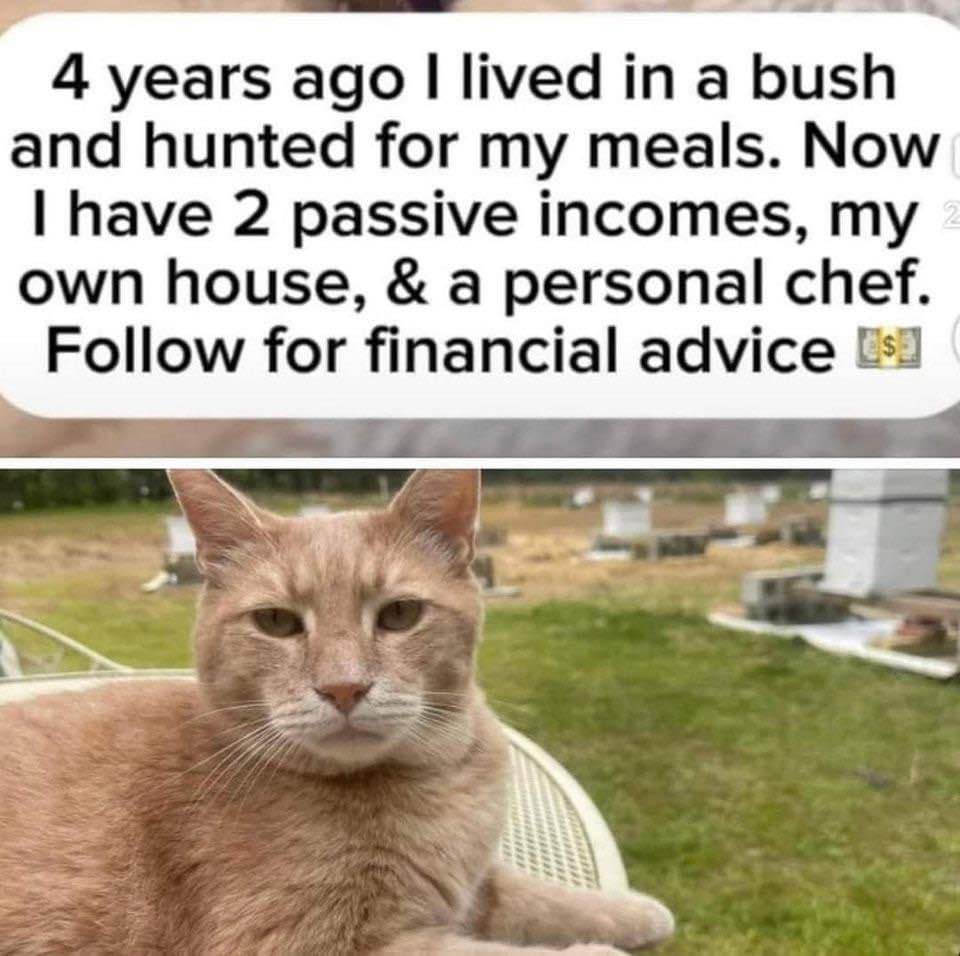 This cat is not impressed with your financial advice.