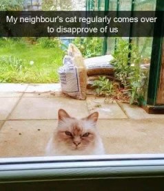 This cat looks like it's judging my entire life choices.
