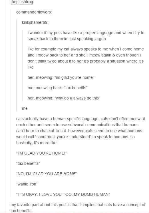 Cats have a whole language for us and apparently 'tax benefits' is a key phrase