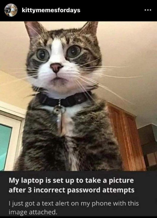 When your cat tries to log into your laptop and gets caught instantly