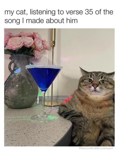 My cat looking absolutely unimpressed while I subject him to the 35th verse of his theme song