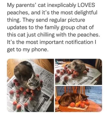 My parents' cat is obsessed with peaches and I get daily photo updates. This is peak internet.