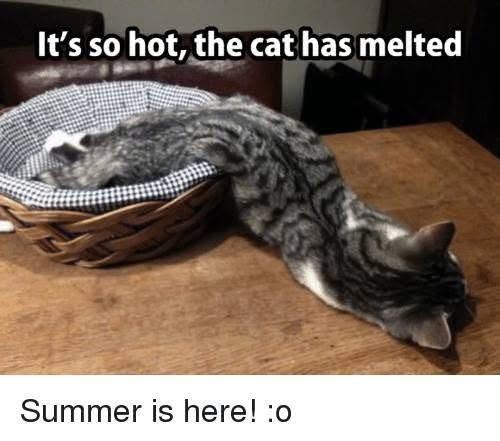 LOL this cat is basically liquid because it's summer