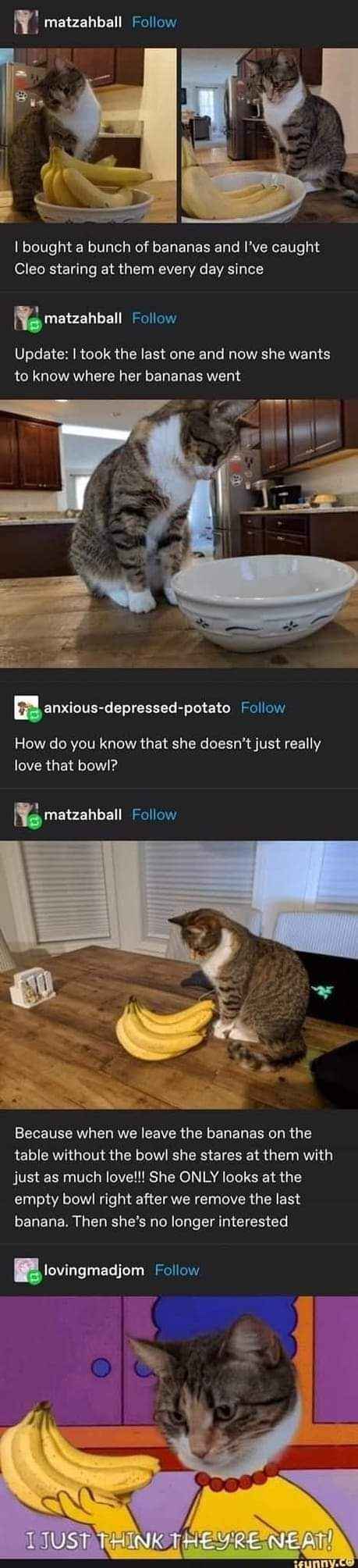 My cat is obsessed with bananas, but only when they're in this specific bowl. The moment the last banana is gone, she loses interest.