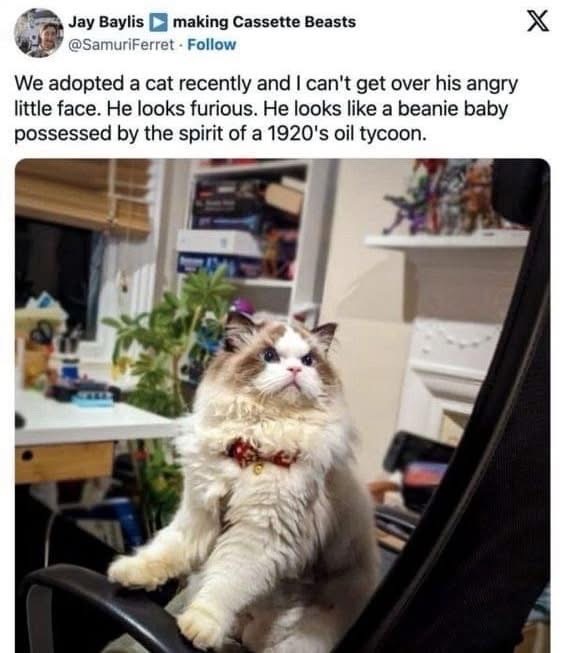 When you realize your cat looks like a grumpy oil tycoon who also happens to be a beanie baby.