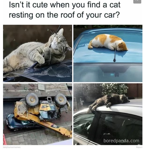 Some cats just really want to be on your car, even if it means crushing it. lol