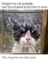 When you forget your cat outside and now they look like they want revenge for the slight transgression.