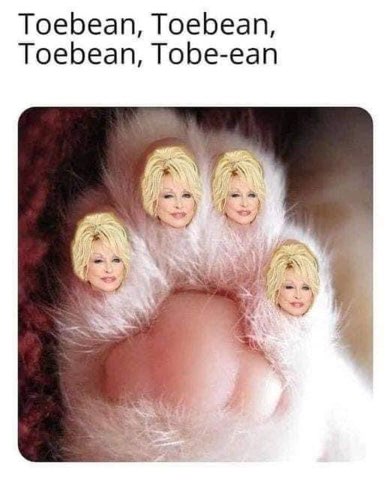 My cat showing off his Dolly Parton toe beans