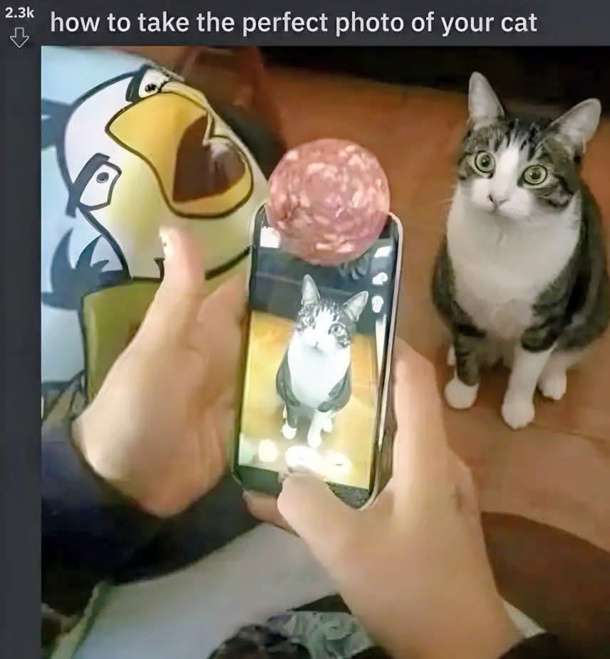 This is how you get your cat to look at the camera, apparently. Who knew a ball of meat would be the secret?