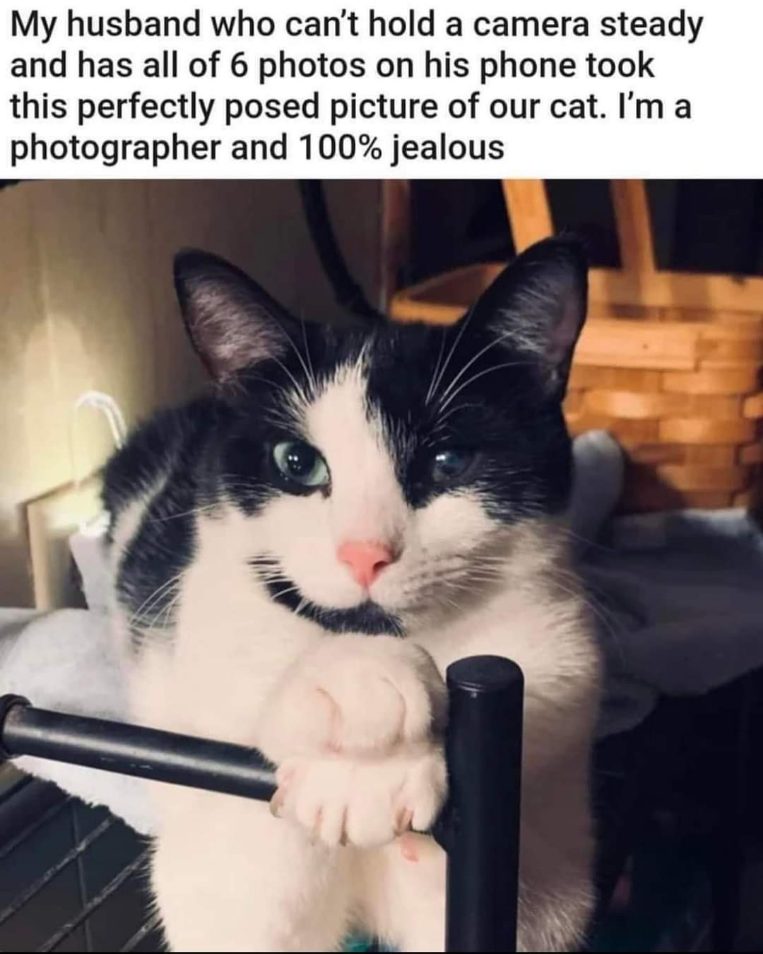 When your husband who's bad at photos takes a better pic of the cat than you can.