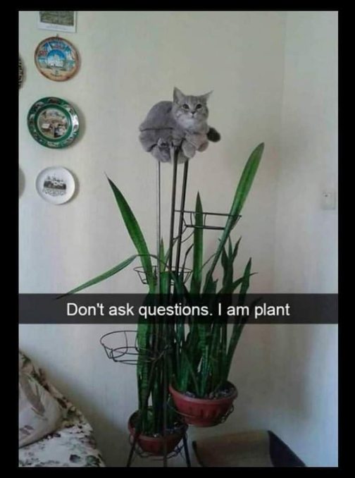 This cat is committed to its role as a plant. Zero questions asked.