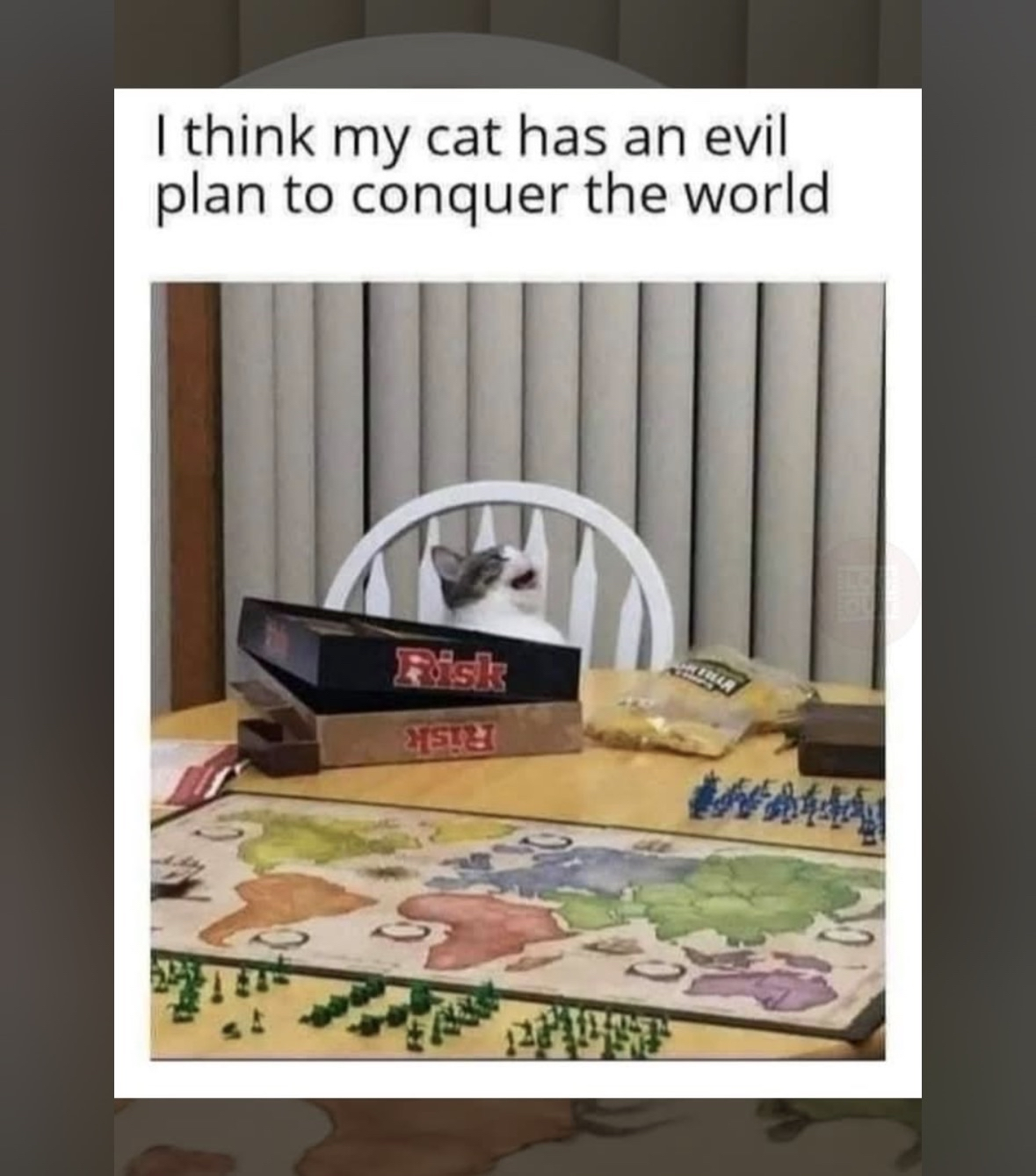 This cat is plotting world domination with the board game Risk