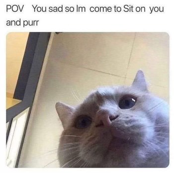 POV: You're sad and the cat has arrived to comfort you with cuddles and purrs